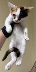 Shelter Stray Female Cat last seen MACK RD & SAMOS WAY, 2127 Front St, Sacramento, CA 95818, USA
