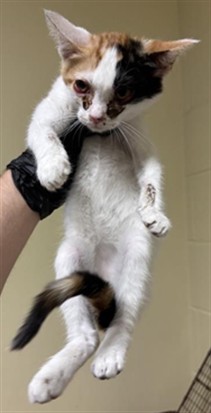 Shelter Stray Female Cat last seen MACK RD & SAMOS WAY, 2127 Front St, Sacramento, CA 95818, USA