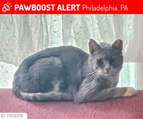Lost Male Cat last seen Greene Street, Philadelphia, PA 19144