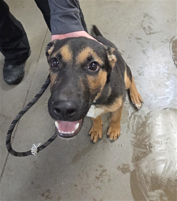 Shelter Stray Male Dog last seen 76TH AVE AND HOPE DR, 2500 S 27th Ave, Phoenix, AZ 85009, USA