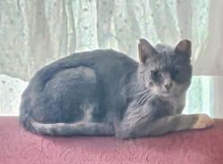 Lost Male Cat last seen Greene Street, Philadelphia, PA 19144