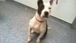 Shelter Stray Female Dog last seen CHARLOTTE, 8315 Byrum Dr, Charlotte, NC 28217, USA