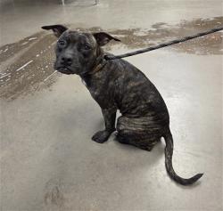 Shelter Stray Female Dog last seen THOMAS RD AND 51ST AVE, 2500 S 27th Ave, Phoenix, AZ 85009, USA