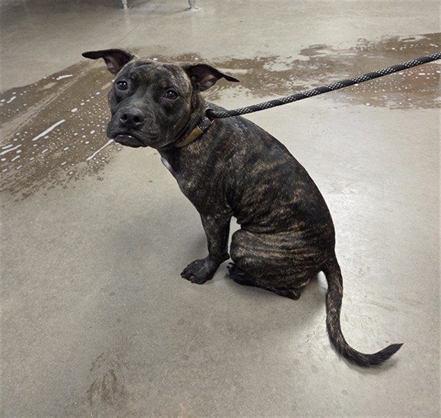 Shelter Stray Female Dog last seen THOMAS RD AND 51ST AVE, 2500 S 27th Ave, Phoenix, AZ 85009, USA