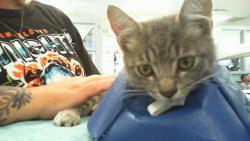 Shelter Stray Male Cat last seen MATTHEWS, 8315 Byrum Dr, Charlotte, NC 28217, USA