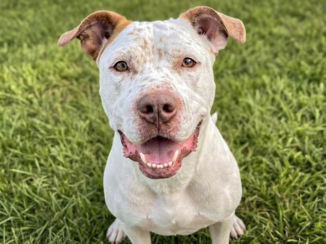 Shelter Stray Male Dog last seen , 957 N Gaffey St, San Pedro, CA 90731, USA