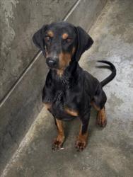 Shelter Stray Male Dog last seen , 957 N Gaffey St, San Pedro, CA 90731, USA