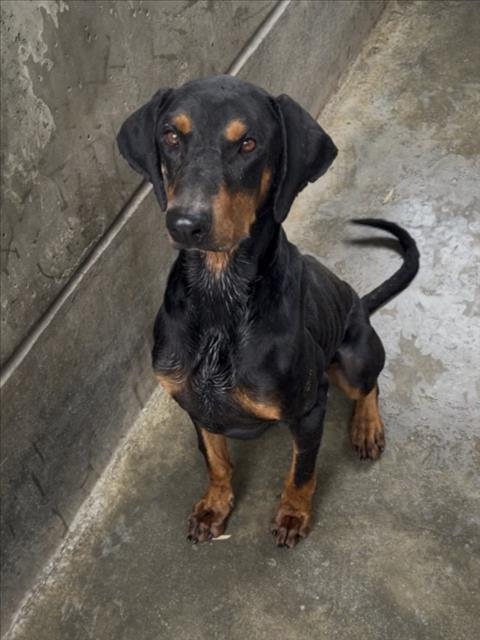 Shelter Stray Male Dog last seen , 957 N Gaffey St, San Pedro, CA 90731, USA