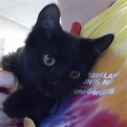 Shelter Stray Male Cat last seen Near BLOCK DRAW BRIDGE LN., 4704 Corporation Dr, Fayetteville, NC 28306, USA