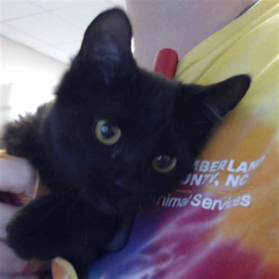 Shelter Stray Male Cat last seen Near BLOCK DRAW BRIDGE LN., 4704 Corporation Dr, Fayetteville, NC 28306, USA
