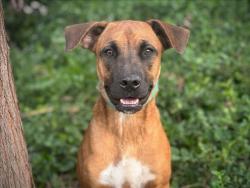 Shelter Stray Male Dog last seen , 957 N Gaffey St, San Pedro, CA 90731, USA