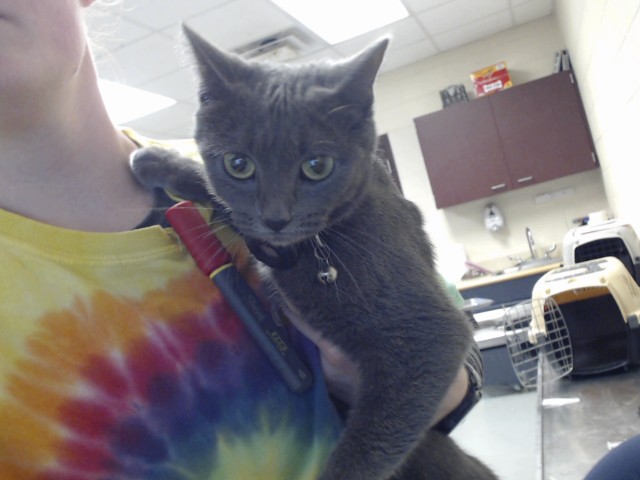 Shelter Stray Female Cat last seen Near BLOCK DRAW BRIDGE LN., 4704 Corporation Dr, Fayetteville, NC 28306, USA