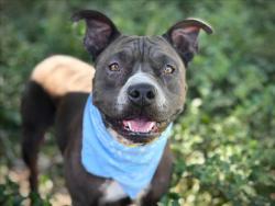Shelter Stray Female Dog last seen , 957 N Gaffey St, San Pedro, CA 90731, USA