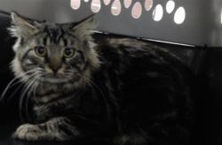 Shelter Stray Male Cat last seen Near BLOCK DRAW BRIDGE LN., 4704 Corporation Dr, Fayetteville, NC 28306, USA