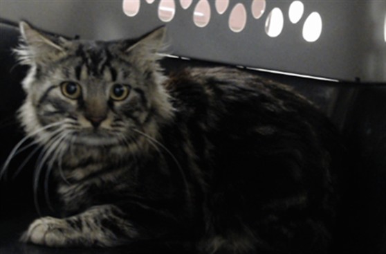 Shelter Stray Male Cat last seen Near BLOCK DRAW BRIDGE LN., 4704 Corporation Dr, Fayetteville, NC 28306, USA