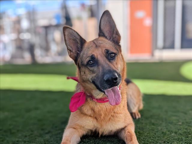Shelter Stray Female Dog last seen , 957 N Gaffey St, San Pedro, CA 90731, USA