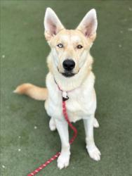 Shelter Stray Female Dog last seen , 11361 W Pico Blvd, Los Angeles, CA 90064, USA