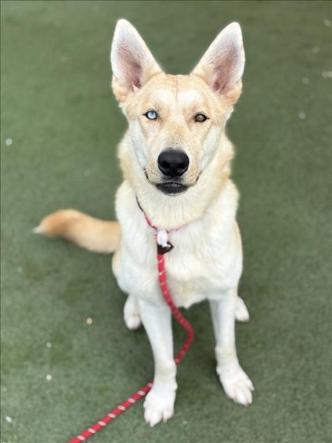 Shelter Stray Female Dog last seen , 11361 W Pico Blvd, Los Angeles, CA 90064, USA