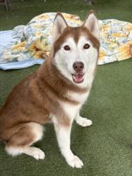 Shelter Stray Female Dog last seen , 11361 W Pico Blvd, Los Angeles, CA 90064, USA
