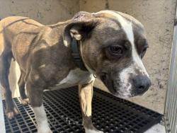 Shelter Stray Female Dog last seen Near BLOCK YORKSHIRE RD, DETROIT, MI 48224, 1431 E Ferry St, Detroit, MI 48211, USA