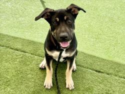 Shelter Stray Male Dog last seen , 11361 W Pico Blvd, Los Angeles, CA 90064, USA