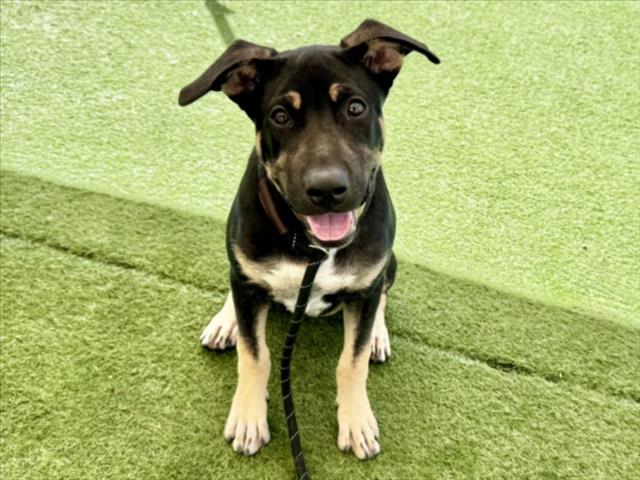 Shelter Stray Male Dog last seen , 11361 W Pico Blvd, Los Angeles, CA 90064, USA