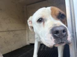 Shelter Stray Male Dog last seen Near BLOCK YORKSHIRE RD, DETROIT, MI 48224, 1431 E Ferry St, Detroit, MI 48211, USA
