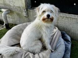 Shelter Stray Male Dog last seen , 11361 W Pico Blvd, Los Angeles, CA 90064, USA