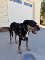 Reunited Female Dog last seen Off of Phillips Rd, Greer, SC 29650