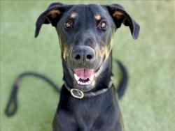 Shelter Stray Male Dog last seen , 11361 W Pico Blvd, Los Angeles, CA 90064, USA