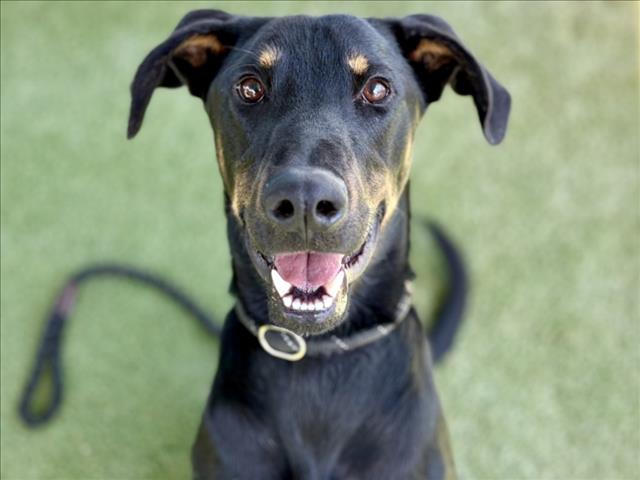 Shelter Stray Male Dog last seen , 11361 W Pico Blvd, Los Angeles, CA 90064, USA