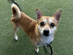 Shelter Stray Male Dog last seen , 11361 W Pico Blvd, Los Angeles, CA 90064, USA