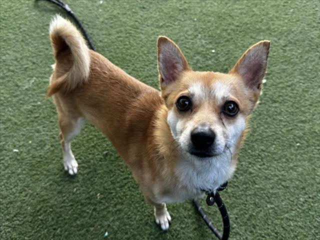 Shelter Stray Male Dog last seen , 11361 W Pico Blvd, Los Angeles, CA 90064, USA