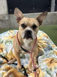 Shelter Stray Female Dog last seen , 11361 W Pico Blvd, Los Angeles, CA 90064, USA