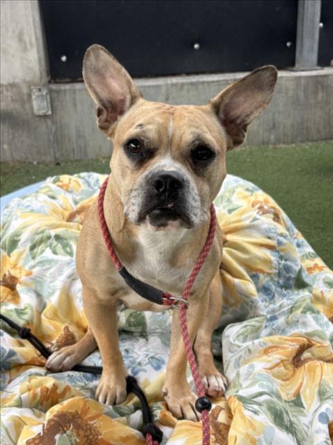 Shelter Stray Female Dog last seen , 11361 W Pico Blvd, Los Angeles, CA 90064, USA