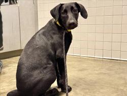 Shelter Stray Female Dog last seen , 11361 W Pico Blvd, Los Angeles, CA 90064, USA