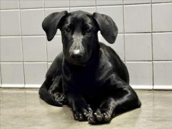 Shelter Stray Female Dog last seen , 11361 W Pico Blvd, Los Angeles, CA 90064, USA