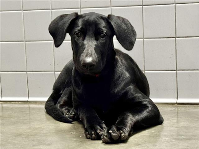 Shelter Stray Female Dog last seen , 11361 W Pico Blvd, Los Angeles, CA 90064, USA