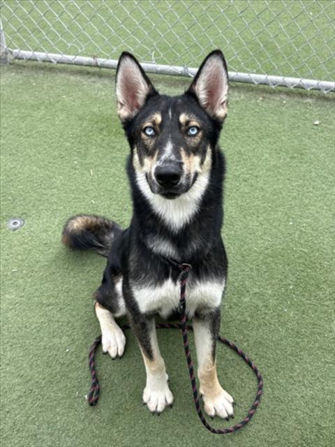 Shelter Stray Male Dog last seen , 11361 W Pico Blvd, Los Angeles, CA 90064, USA