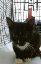 Shelter Stray Female Cat last seen Near BLOCK SW 23 ST, 3599 NW 79th Ave, Doral, FL 33122, USA