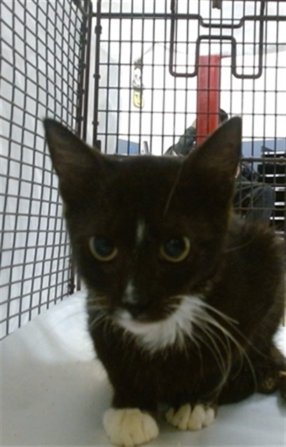 Shelter Stray Female Cat last seen Near BLOCK SW 23 ST, 3599 NW 79th Ave, Doral, FL 33122, USA
