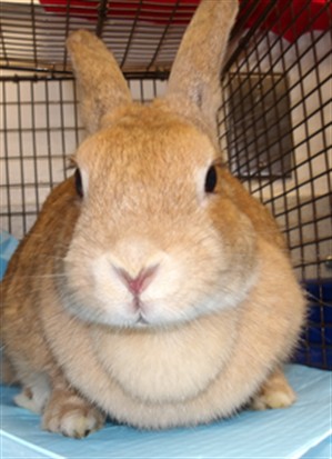 Shelter Stray Female Other last seen , 11361 W Pico Blvd, Los Angeles, CA 90064, USA