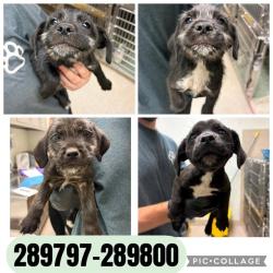 Shelter Stray Female Dog last seen BARRETT AVE, 4214 Fulton Mill Rd, Macon, GA 31216, USA