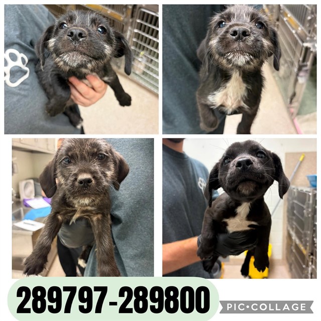 Shelter Stray Female Dog last seen BARRETT AVE, 4214 Fulton Mill Rd, Macon, GA 31216, USA