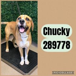 Shelter Stray Male Dog last seen HARDEMAN AVE X I-75 RAMP, 4214 Fulton Mill Rd, Macon, GA 31216, USA