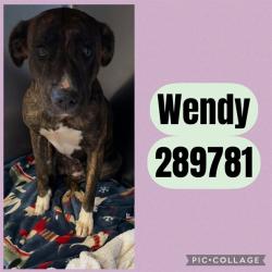 Shelter Stray Female Dog last seen SAN JUAN AVE, 4214 Fulton Mill Rd, Macon, GA 31216, USA