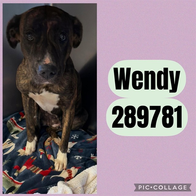 Shelter Stray Female Dog last seen SAN JUAN AVE, 4214 Fulton Mill Rd, Macon, GA 31216, USA