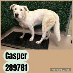 Shelter Stray Male Dog last seen SAN JUAN AVE, 4214 Fulton Mill Rd, Macon, GA 31216, USA