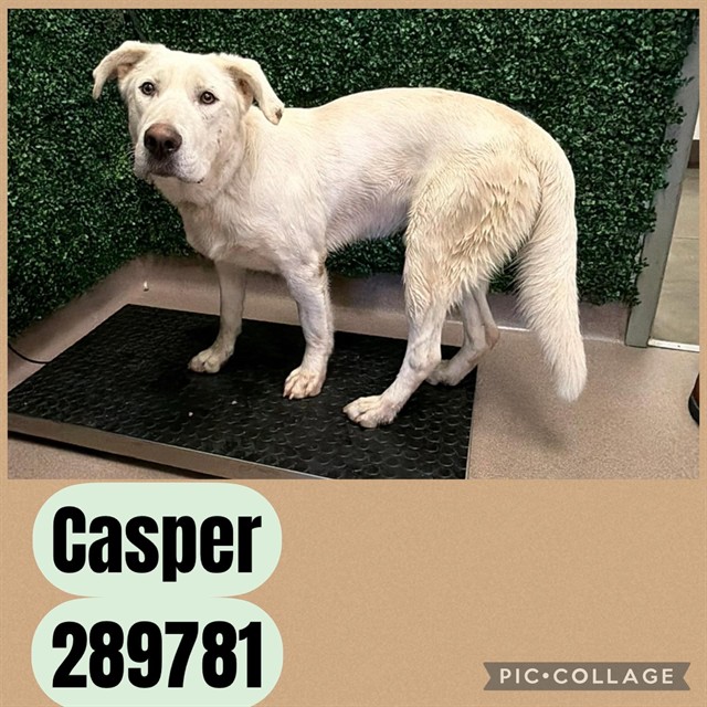 Shelter Stray Male Dog last seen SAN JUAN AVE, 4214 Fulton Mill Rd, Macon, GA 31216, USA