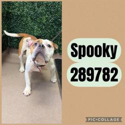 Shelter Stray Male Dog last seen WIMPY RD, 4214 Fulton Mill Rd, Macon, GA 31216, USA